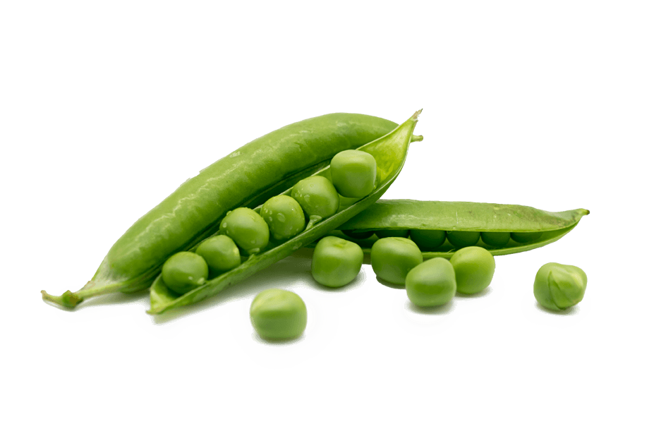 Pea Starch